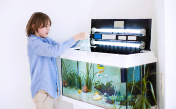 Precauzioni per pulire un acquario 1164 0 Precauzioni per pulire un acquario_ok